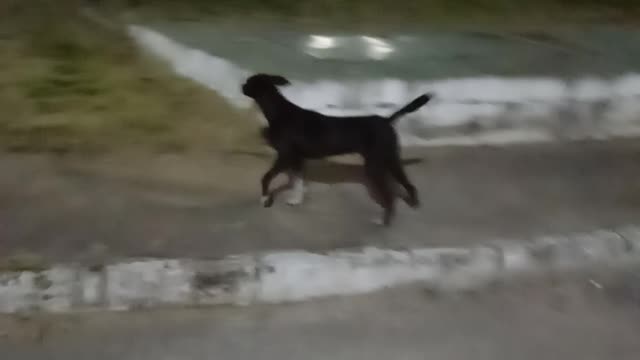 Inseparable friends every day play at the gas station