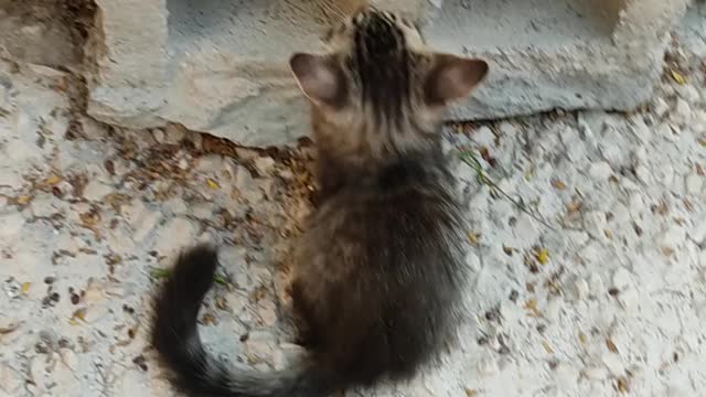 video two kittens playing near hollow a block