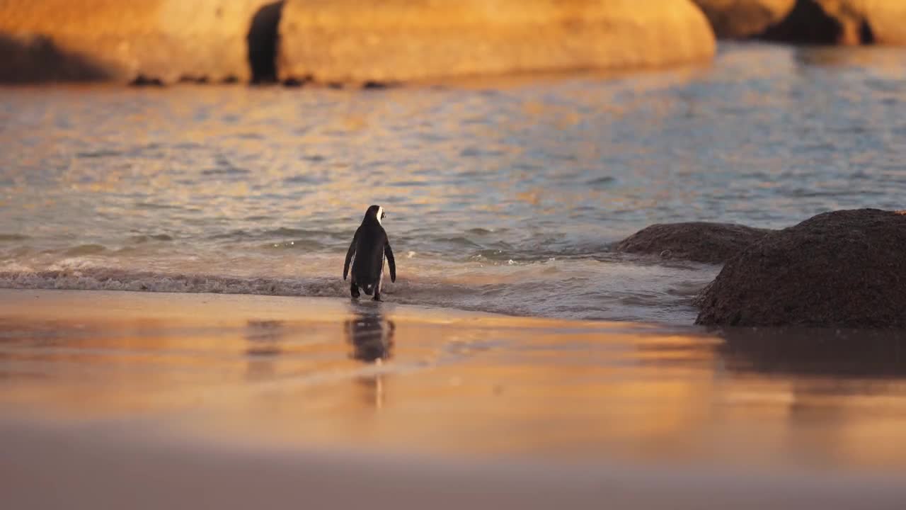 This Penguin is feeling a little lonely