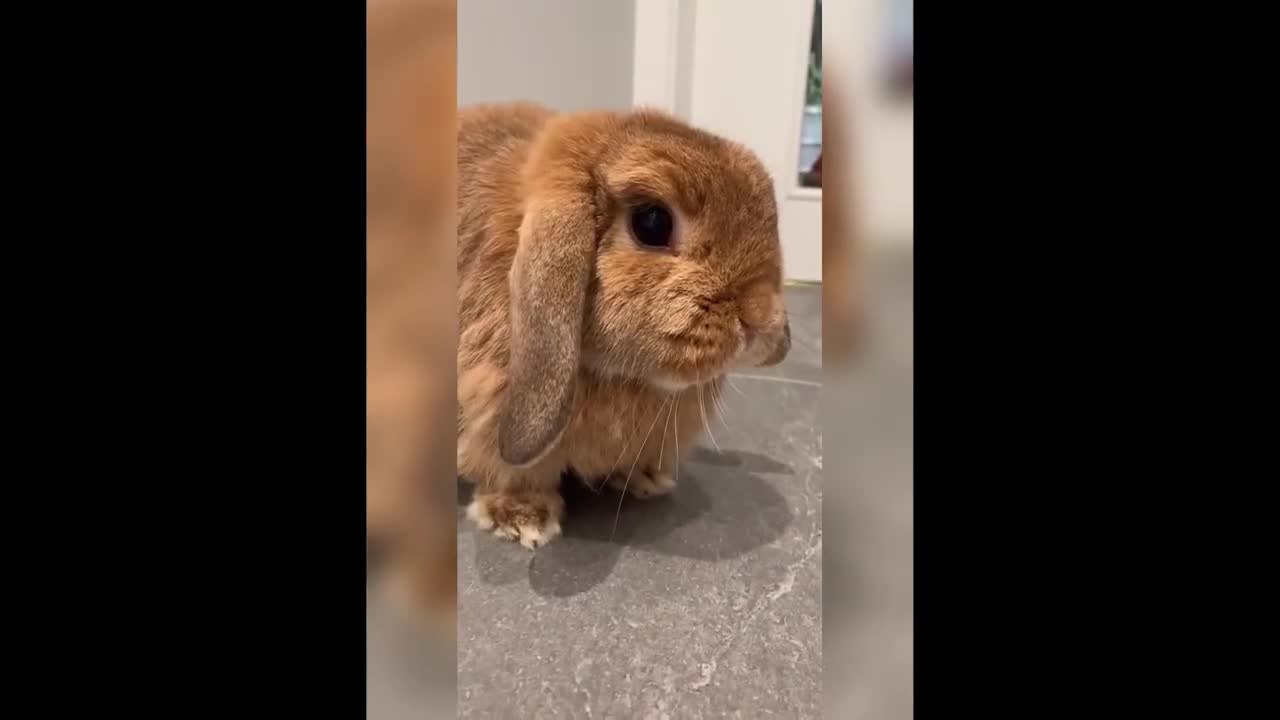 Funny and Cute Bunny Rabbit Videos