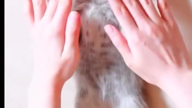 FUNNY CAT VIDEOS 2021