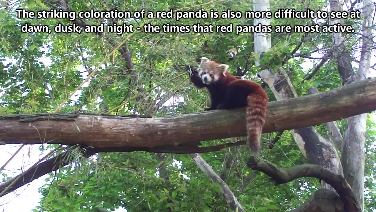 Curiosidade sobre os pandas vermelho