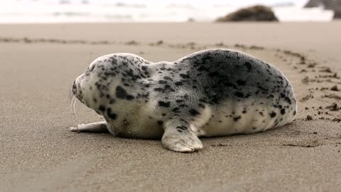 Sea dog walking on the beach