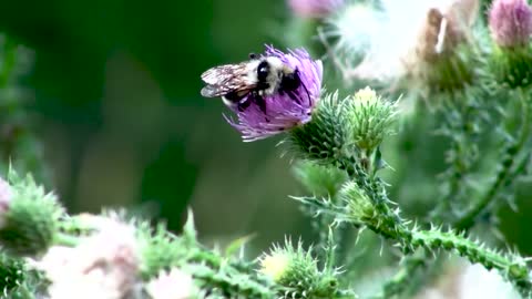 A Bald Faced Hornet Feeding On A Flower's Nectar