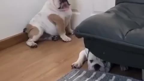 Funny dog