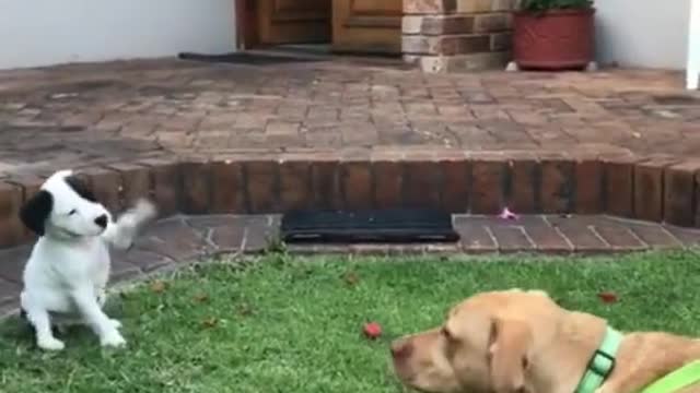 Funny and Cute compilation | Cute compilation. #shorts