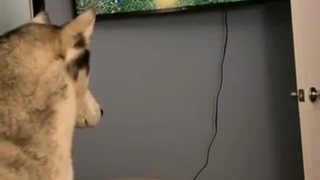 Cat Trying to Catch a Bird on TV