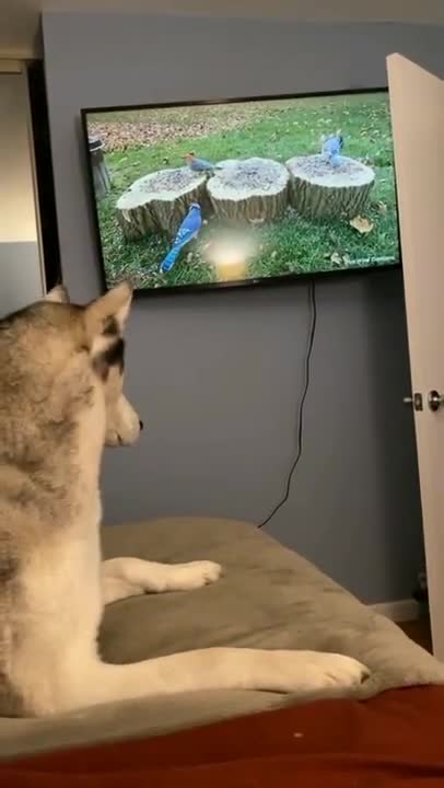 Cat Trying to Catch a Bird on TV