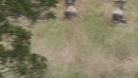 Wildlife & Funs