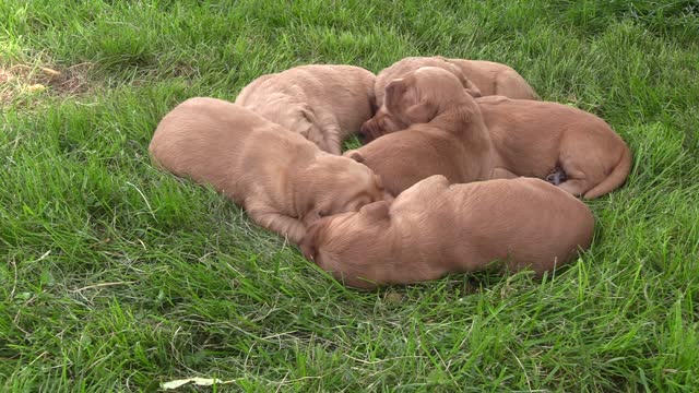 Sunny and Grant's Puppies First Day Outside