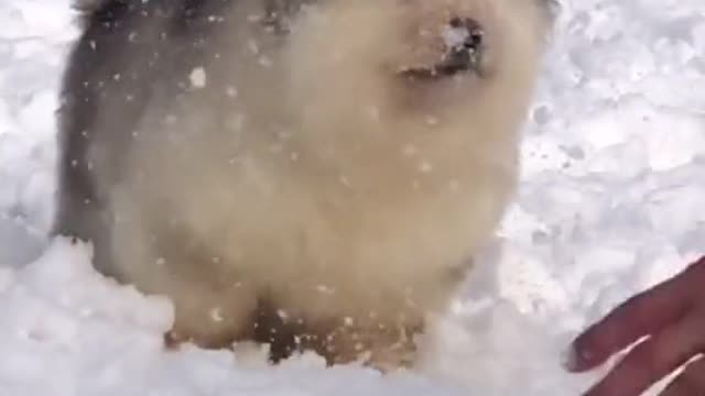 The little dog in the snow wind