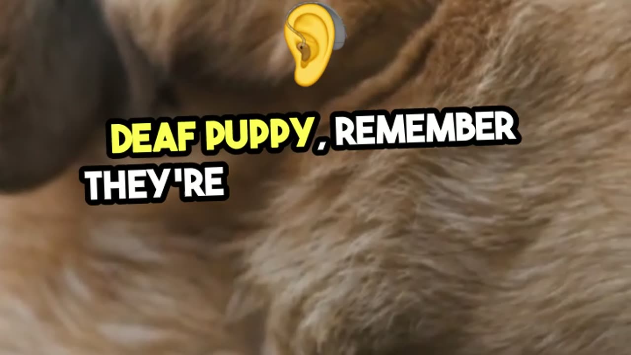 Fun Fact #38- Did you know puppies are born Blind and Deaf!