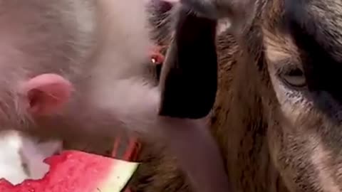 Baby monkey loves this goat so much