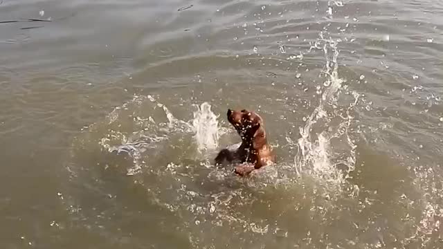 Dog's first swim is surprisingly hilarious