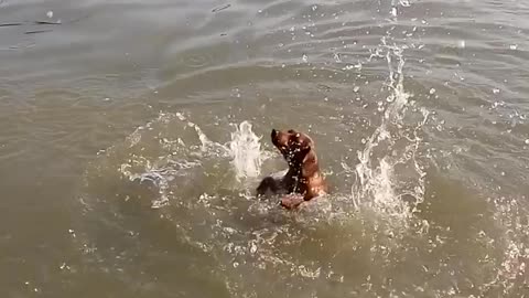 Dog's first swim is surprisingly hilarious