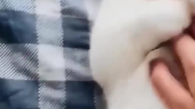 Funny animal video