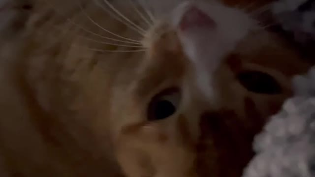 Stray cat was meowing super loud at my apartment door last night and i gave it a hand