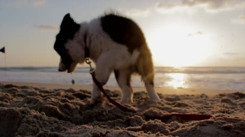 PUPPY PLAYING TUG OF WAR