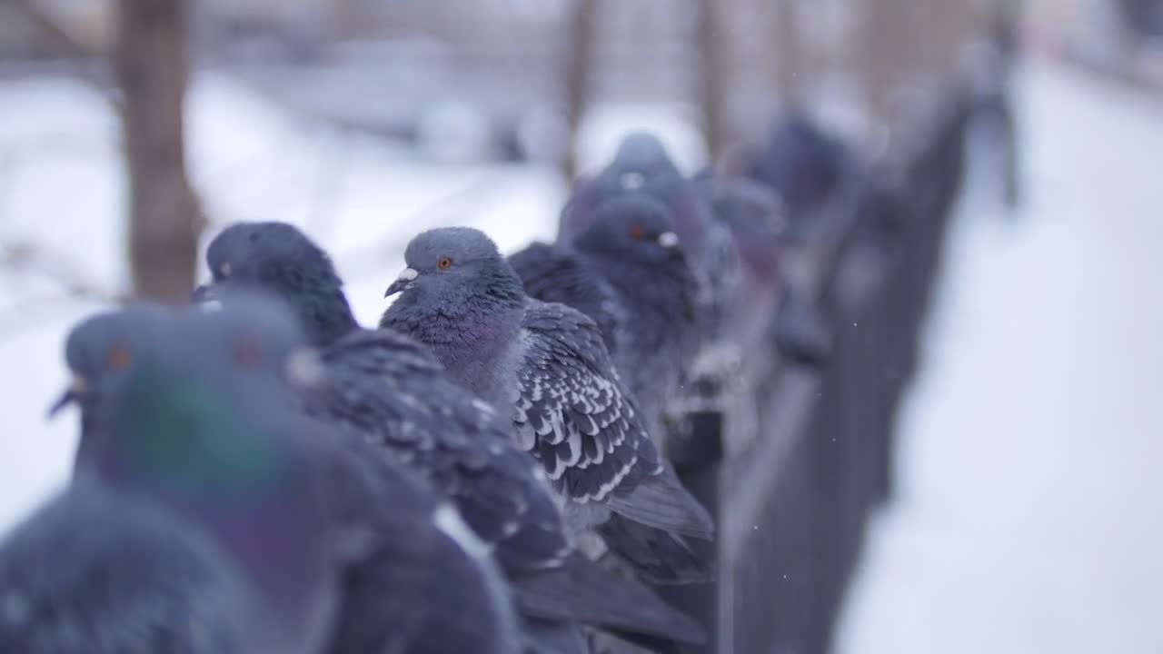 Several doves sits on a fence in city park