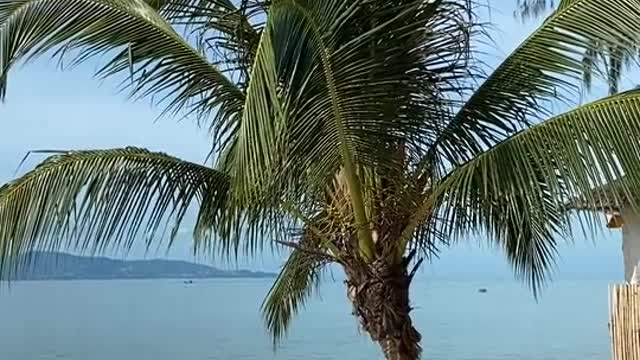 Coconut tree in the near of sea beach