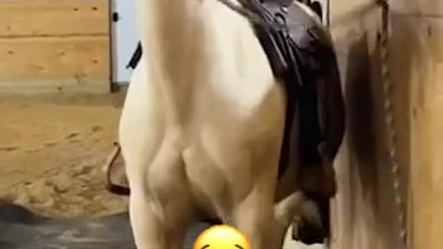 Horse makes Hilarious Face While Scratching His Head