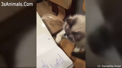 Funny cats part1