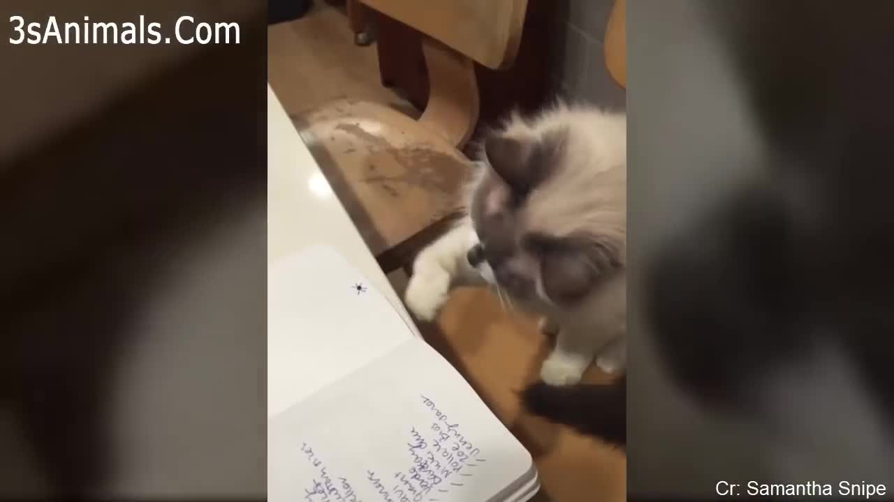 Funny cats part1