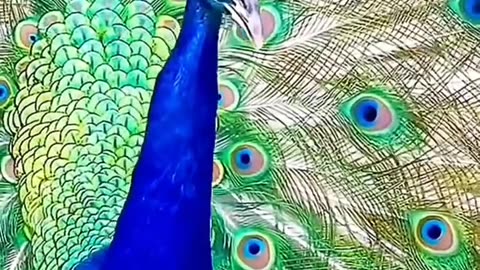 BEAUTIFUL PEACOCK DANCE