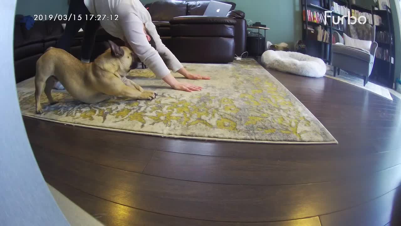 French Bulldog perfectly mimics owner's yoga