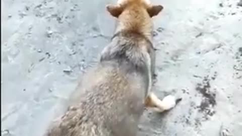 FUNNY CHICKEN VS DOG