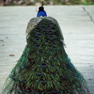 Peacock