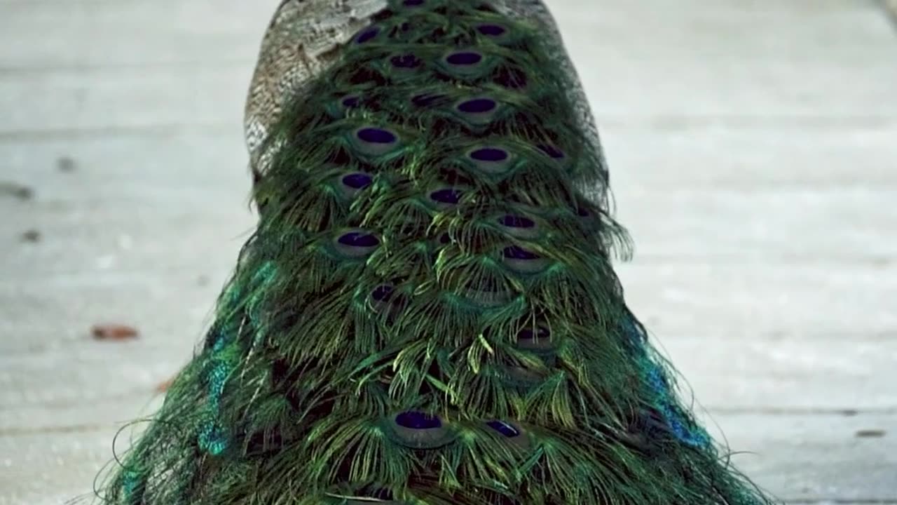 Peacock