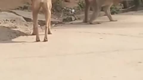 Monkey and Dog 2