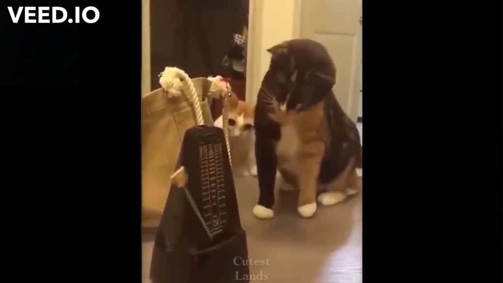 #cat #dog #cute #cutepet #funny #funnyvideos #funnyvideos #you #omg #parati # #foryou #joke