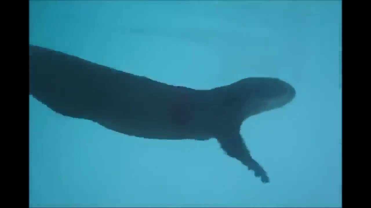 Otters Swimming Together and Holding Hands