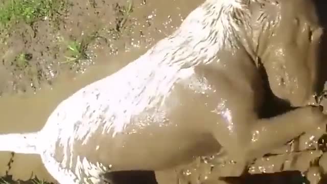 Cachorro 🐕 Depois de tomar foi brincar na lama 😛