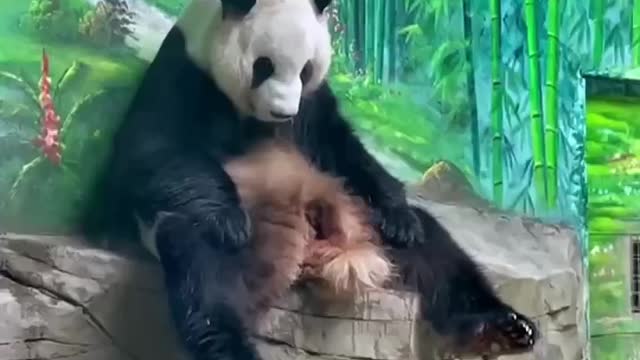 The Daily life of pandas