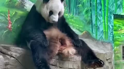 The Daily life of pandas