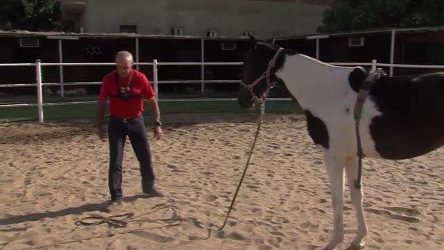 How to teach your horse patience on ground