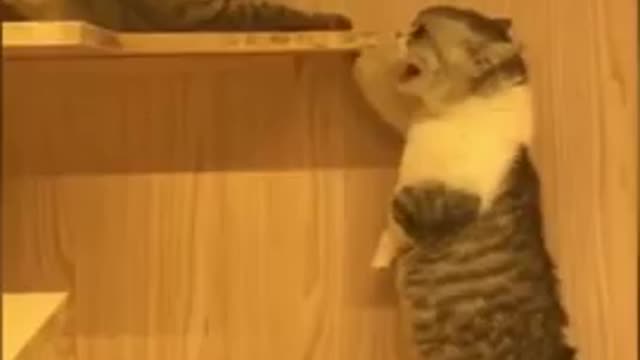 Funny Cats Talking: Why / Gatos Engraçados a Falar: Porquê #Shorts