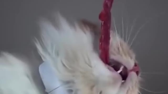 Funny Cat, try not to laugh