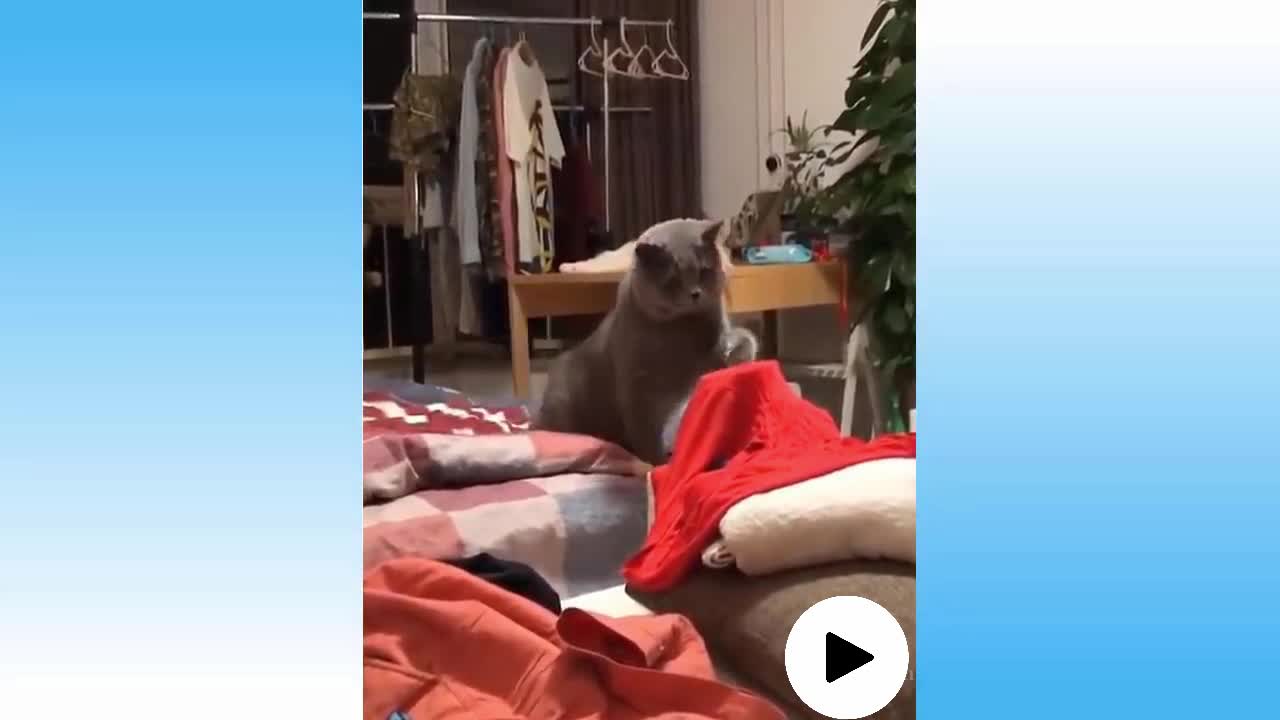 Cute Pets And Funny Animals Compilation | The Flash Vieira