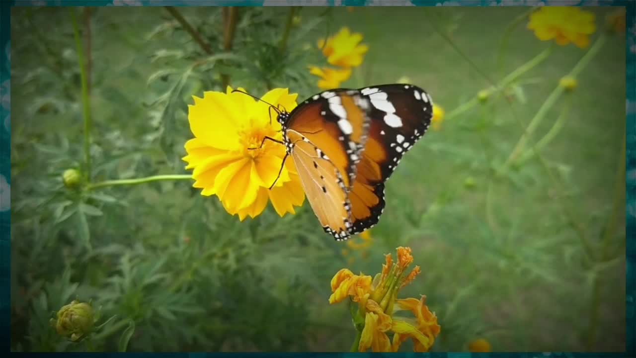 Butterfly 🦋 sucking nector from flower 🌻