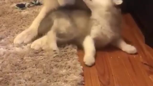 funny dog