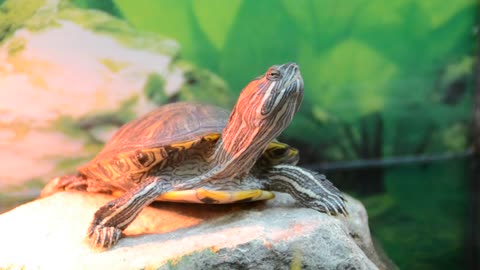 Turtle sitting on a rock