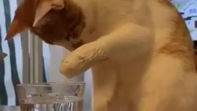 Cute cats