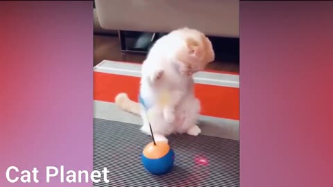 Funny funny Cats Video Compilation 2021