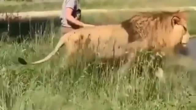 Lion vs Man Playing Cute Video | Lion king #lion#animals#king