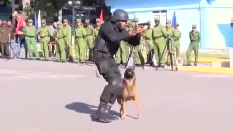 Dog training by Army force