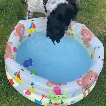 Dog tries bobbing for toys